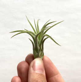 Tillandsia Ionantha Scaposa