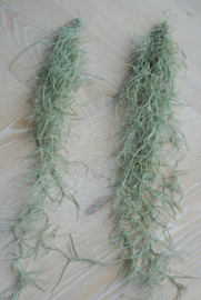 Tillandsia usneoides (medium) (spanisches Moos)