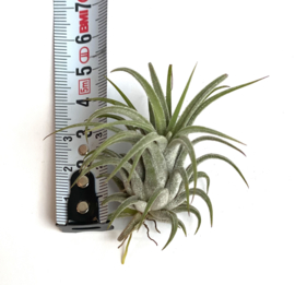 Tillandsia Ionantha rubra