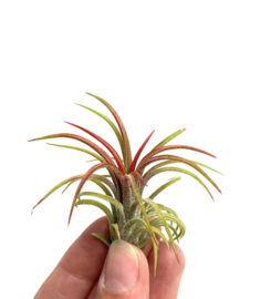 Tillandsia Ionantha fuego