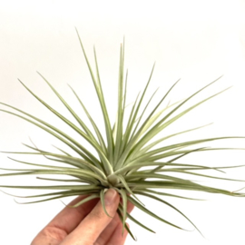 Tillandsia Espinosae XXL