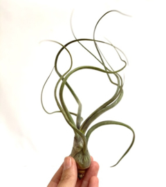 Tillandsia Baileyi  XL