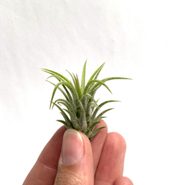 Tillandsia Ionantha fuego