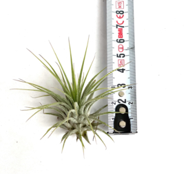 Tillandsia Ionantha ionantha