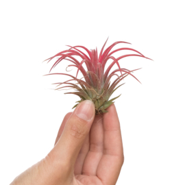 Tillandsia ionantha rood