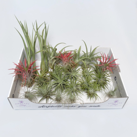 Airplant mix