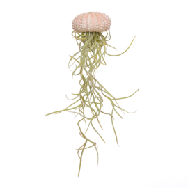 Jellyfish small roze + Tillandsia usneoides