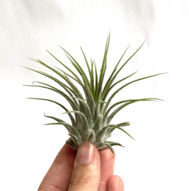 Tillandsia Ionantha ionantha