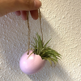 Ei (touw) lila + ionantha