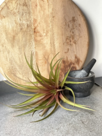 Tillandsia Capitata Orange XL