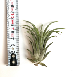 Tillandsia Ionantha rubra