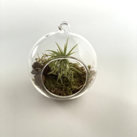 Airplant + glasbol 10cm (groen mos)