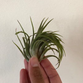 Tillandsia Ionantha XL (6cm)