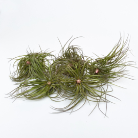 Mix box 55x Airplants