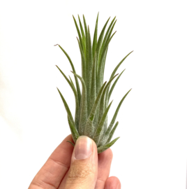 Tillandsia Ionantha rubra