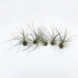 Mix box 55x Airplants