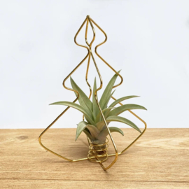 X-mas Tree gold + airplant