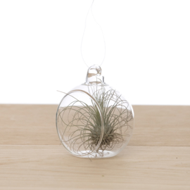 Tillandsia in glasbol 6cm