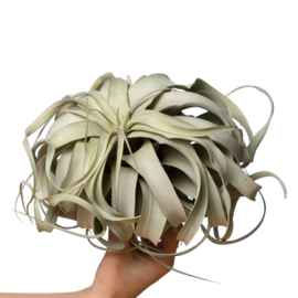 Tillandsia Xerographica