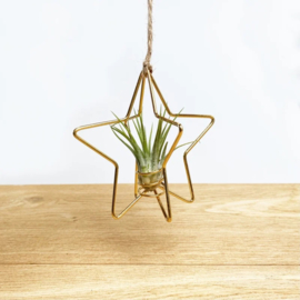 X-mas Star gold + airplant