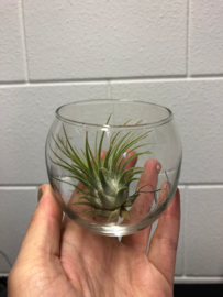 Bolvaasje + airplant