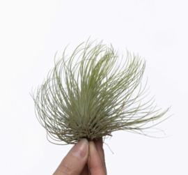 Tillandsia Andreana XL