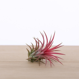 Tillandsia ionantha (rot)