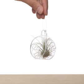 Tillandsia in glasbowl 6m