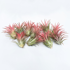 Mix box 55x Airplants