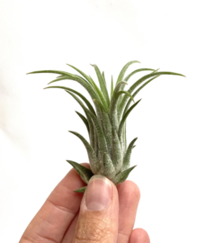 Tillandsia Ionantha rubra