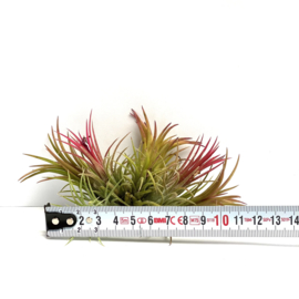 Tillandsia Ionantha fuego CLUSTER