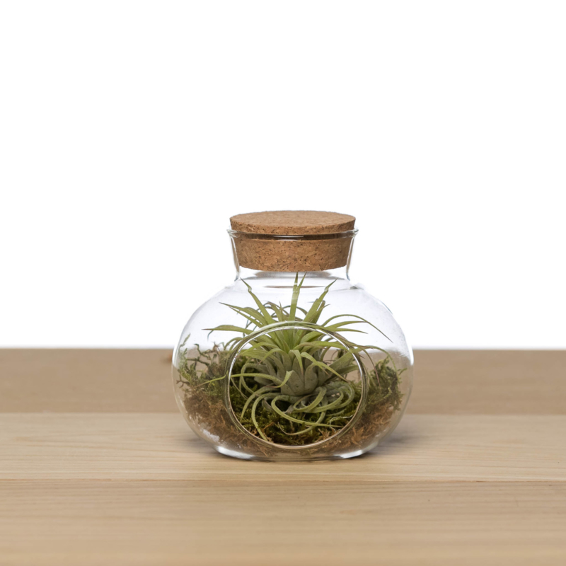 (small) Glass Cork + airplant
