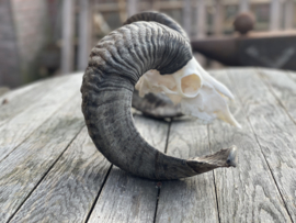 Nederlandse Ram