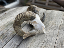 Nederlandse Ram