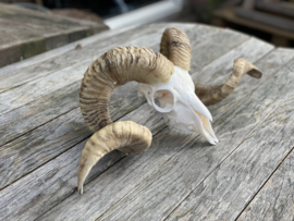 Nederlandse Ram