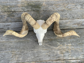 Nederlandse Ram