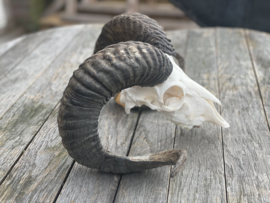Nederlandse Ram