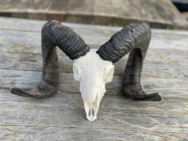 Nederlandse Ram