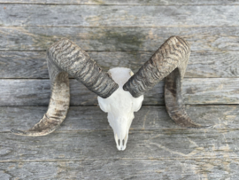 Nederlandse Ram