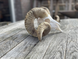 Nederlandse Ram