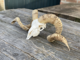 Nederlandse Ram