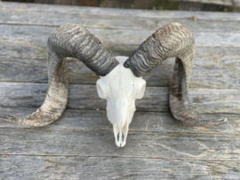 Nederlandse Ram