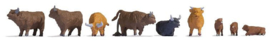 Koeien (hooglanders) / Hochlandrinder