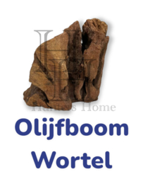 Olijfboomwortel