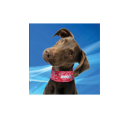 Aqua Coolkeeper Cooling Collar XXS