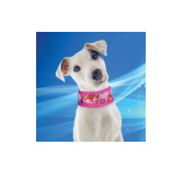 Aqua Coolkeeper Cooling Collar S