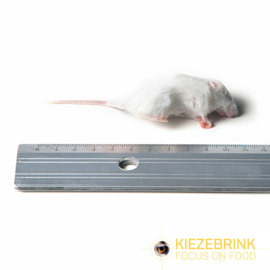 Kleine muis 5-15gr 1kg