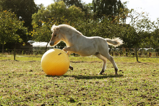 paardenspeelgoed