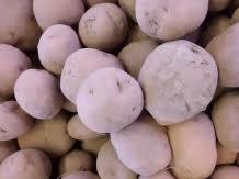 Irene aardappelen 