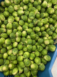 Spruiten per 500 gram    KLEINE MAAT!